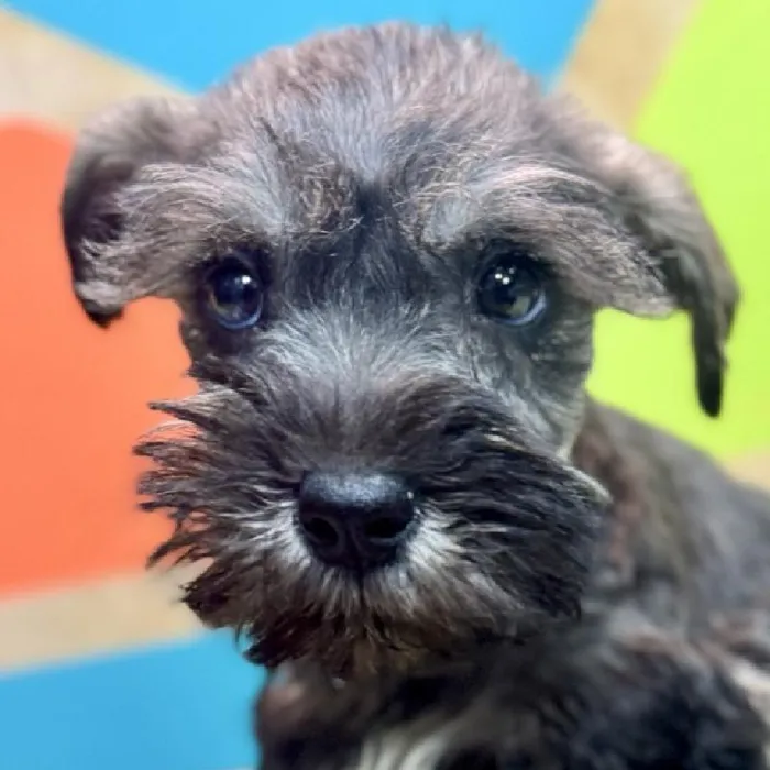 Male Mini Schnauzer Puppy for Sale in Rogers, AR