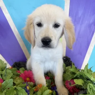 Male Golden Retriever Puppy for Sale in Rogers, AR