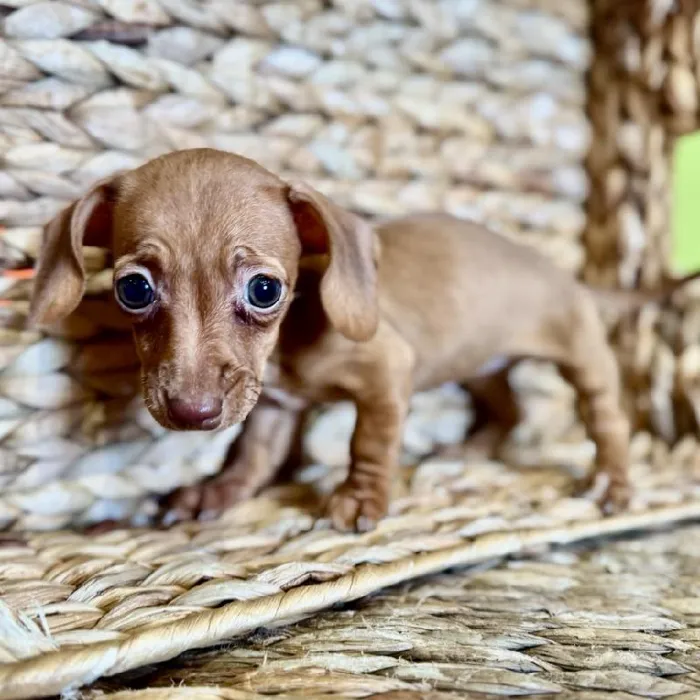 Female Chiweenie Puppy for Sale in Rogers, AR