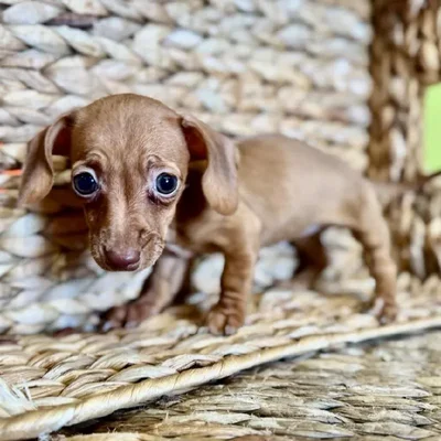 Female Chiweenie Puppy for Sale in Rogers, AR