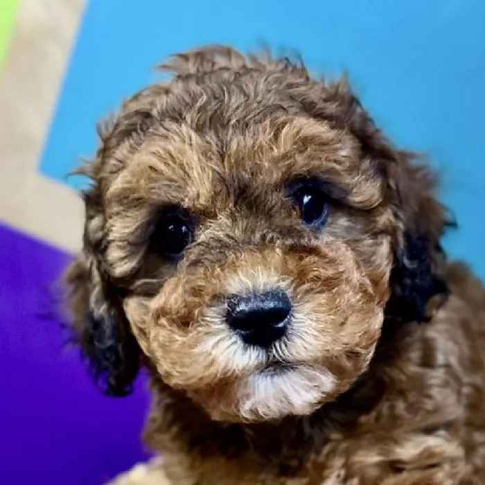 Female Mini Poodle Puppy for Sale in Rogers, AR