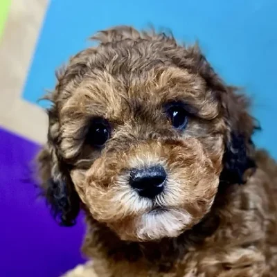 Female Mini Poodle Puppy for Sale in Rogers, AR