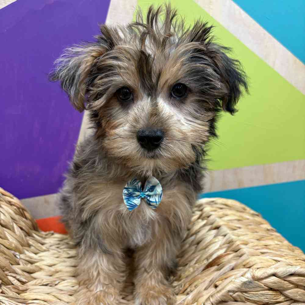 Male Yorkie puppy named Albert for sale at Petland Fayetteville.
