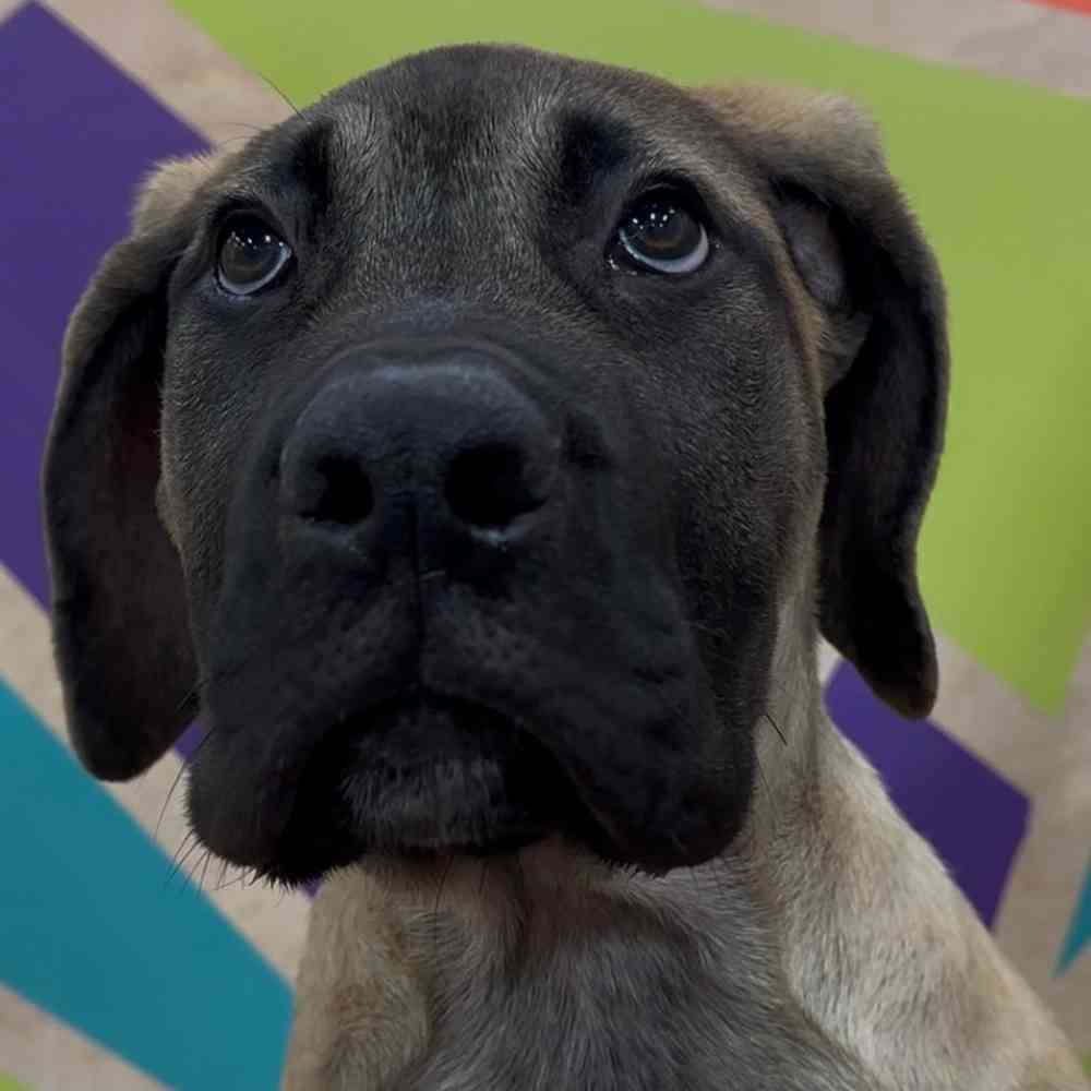 Male English Mastiff puppy named Phillip for sale at Petland Joplin.