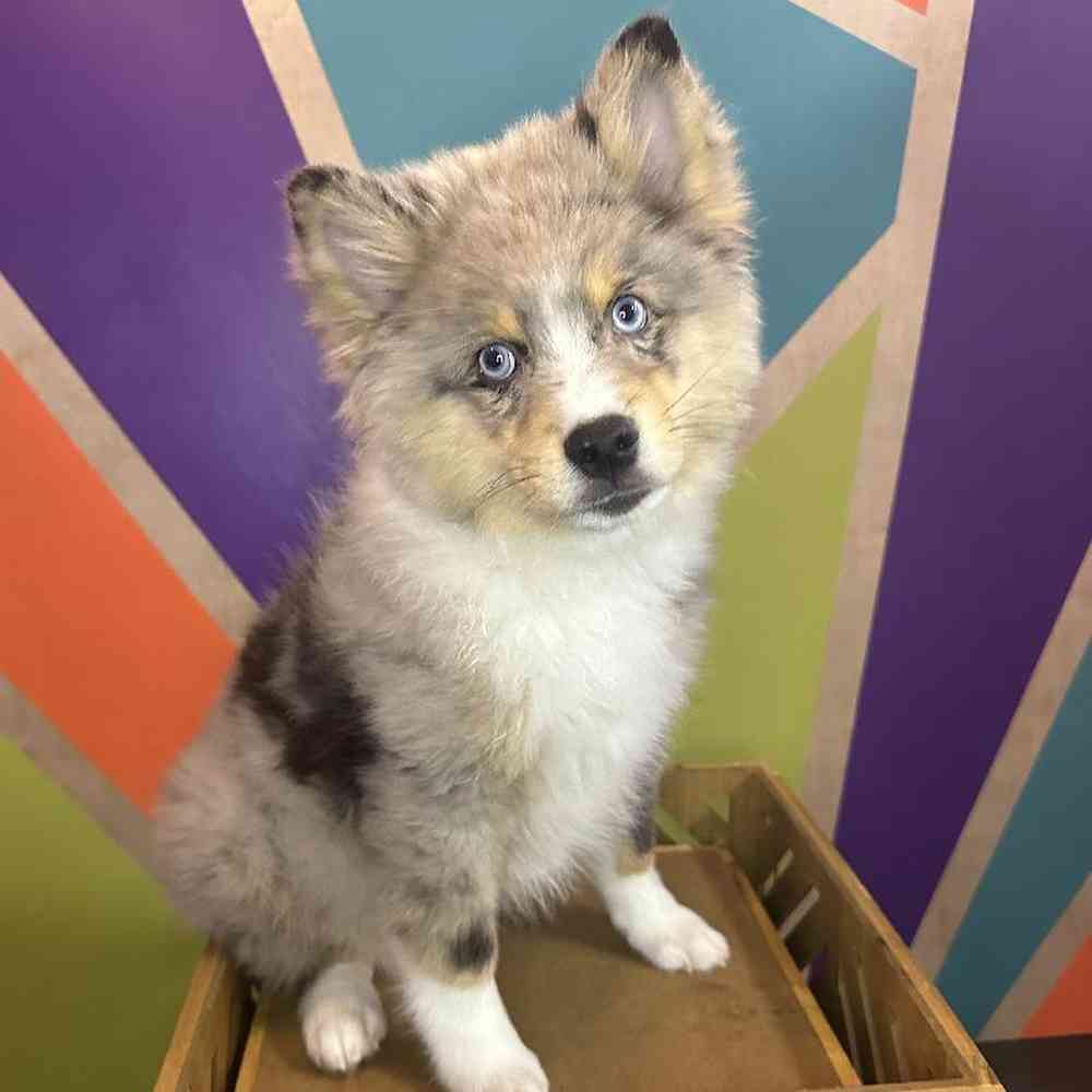 Male Pomsky puppy named Anthony for sale at Petland Fayetteville.