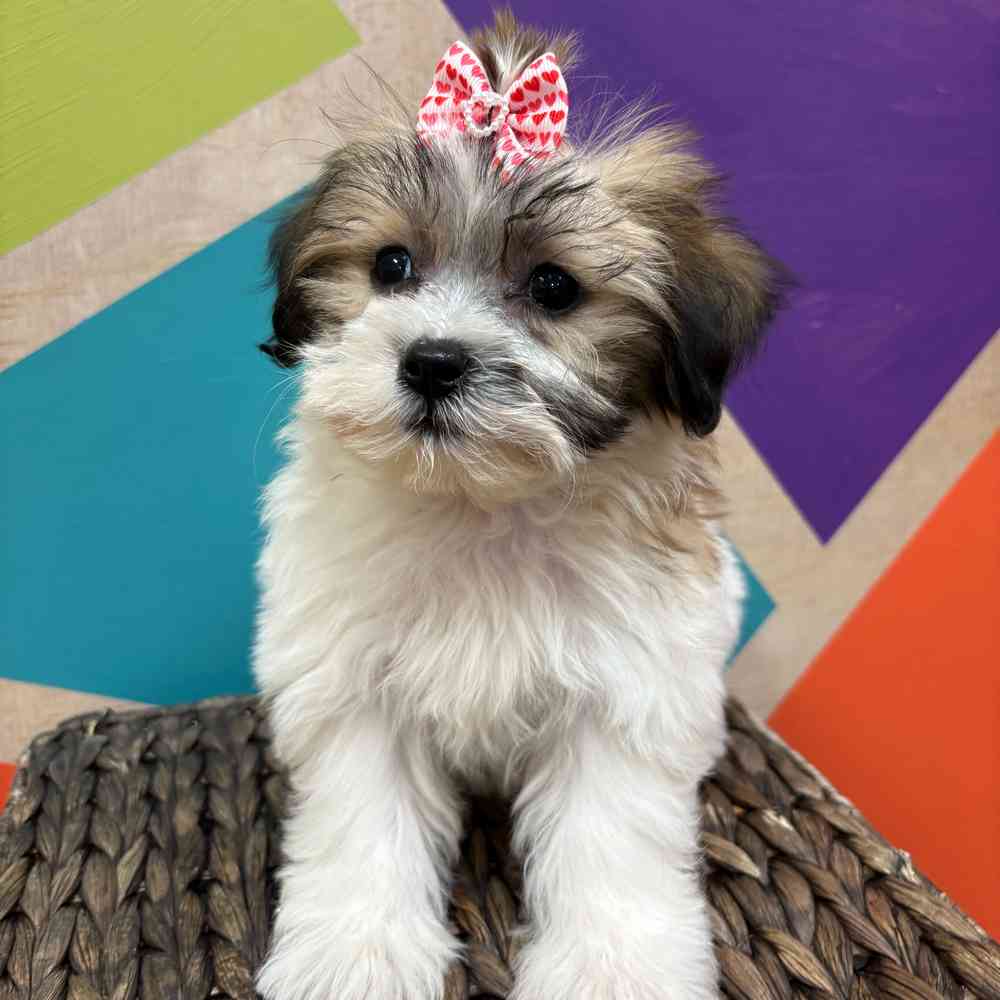 Female Teddy Bear puppy named Monica for sale at Petland Joplin.