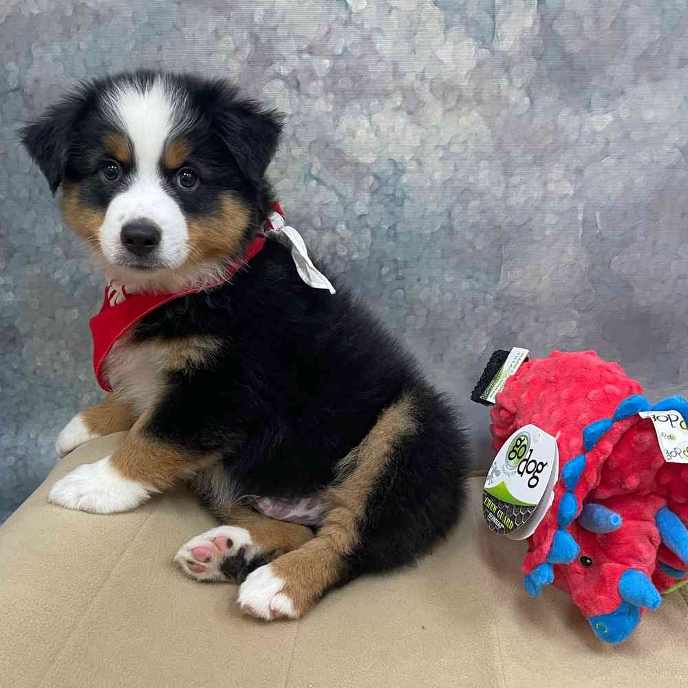 Male Miniature American Shepherd puppy named Oreo for sale at Petland Rogers.