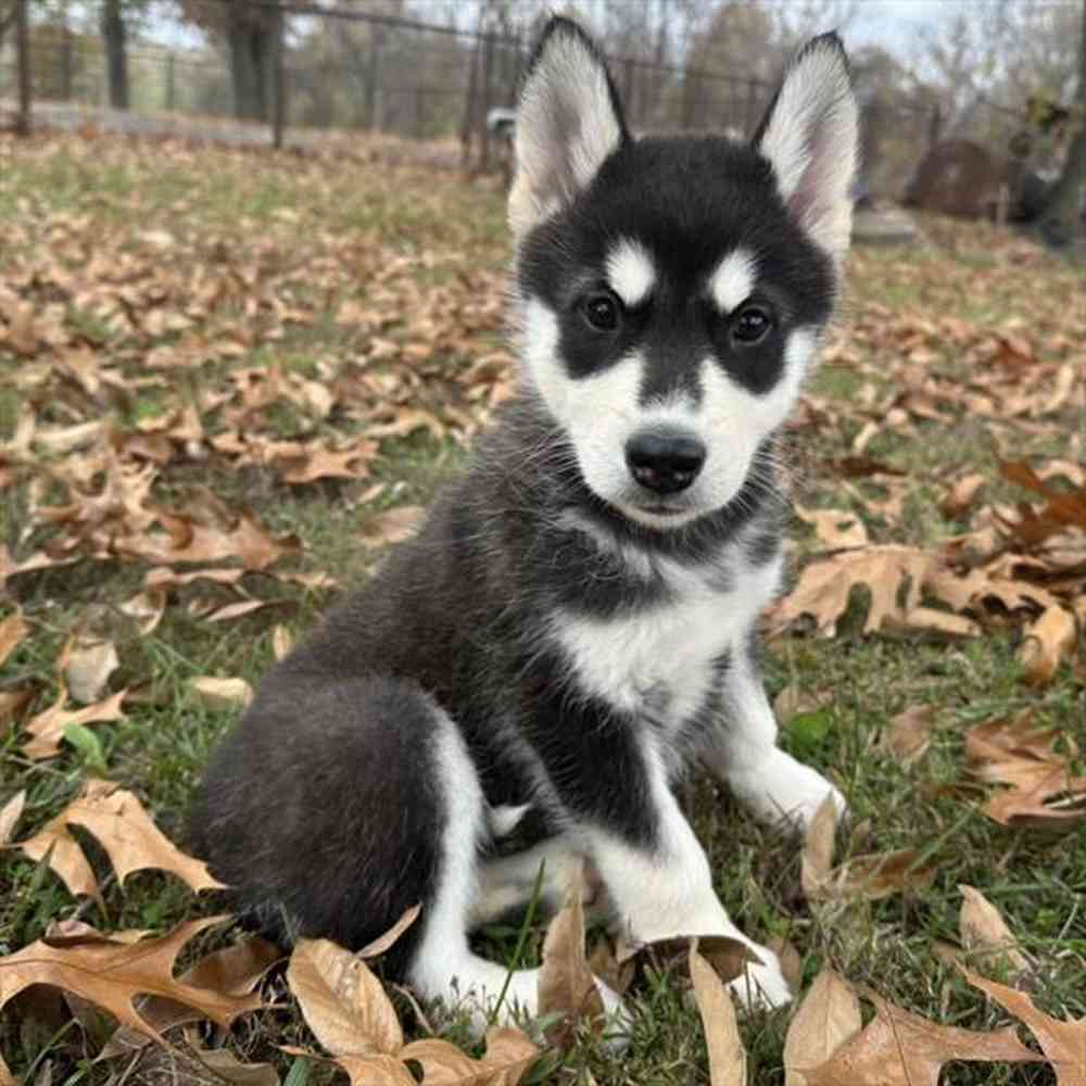 Female Alaskan Malamute puppy named Juneau for sale at Petland Rogers.