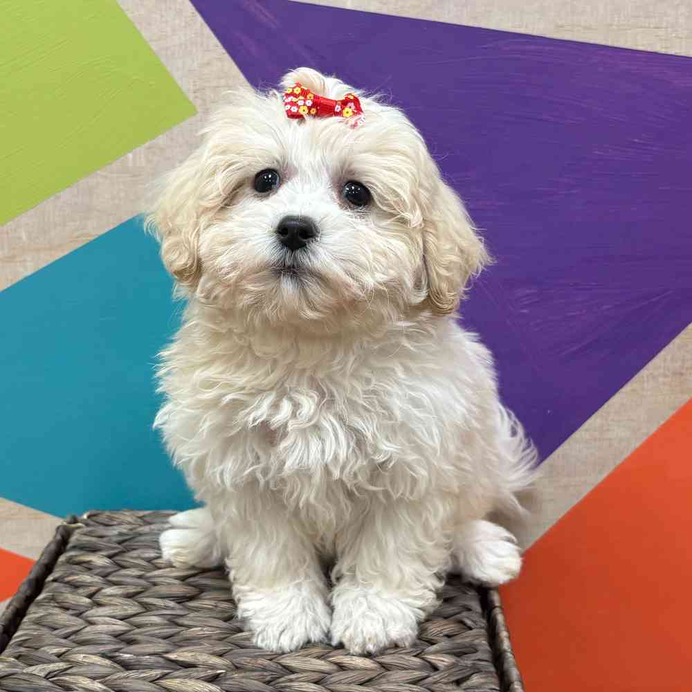 Female Teddy Bear puppy named Juniper for sale at Petland Wichita West.