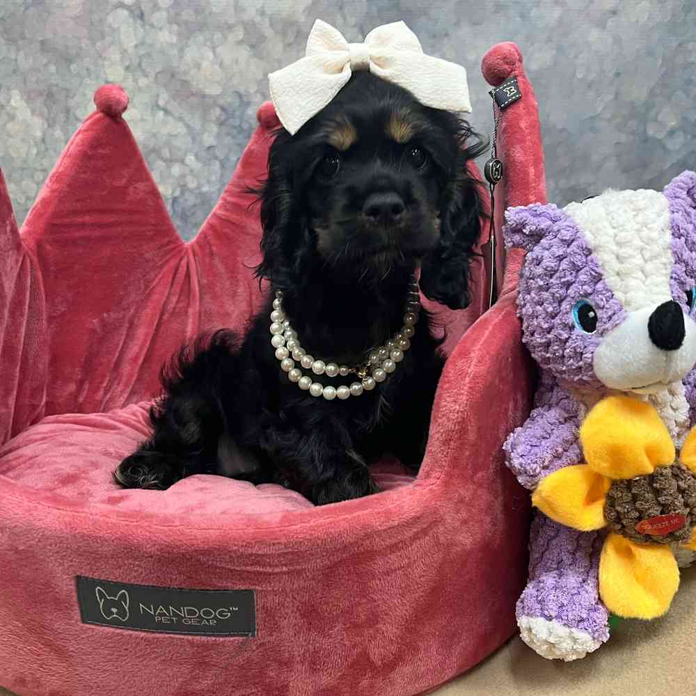 Female Cocker Spaniel puppy named Twix for sale at Petland Joplin.