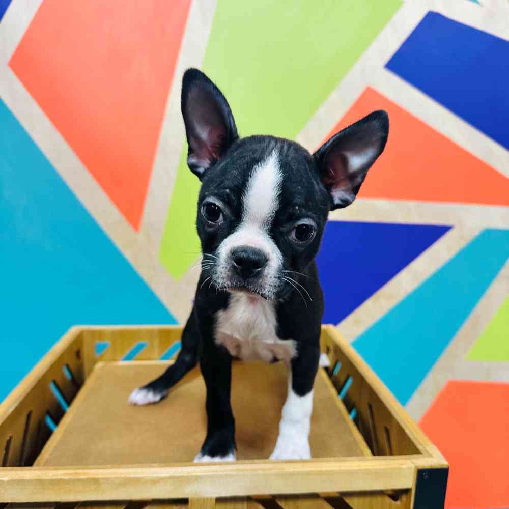Female Boston Terrier puppy named Bonnie for sale at Petland Rogers.