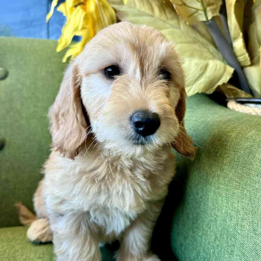 Female Mini Goldendoodle puppy named Goldie for sale at Petland Rogers.