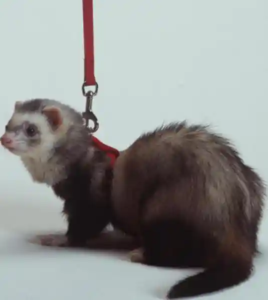 Ferret Harness & Lead-red