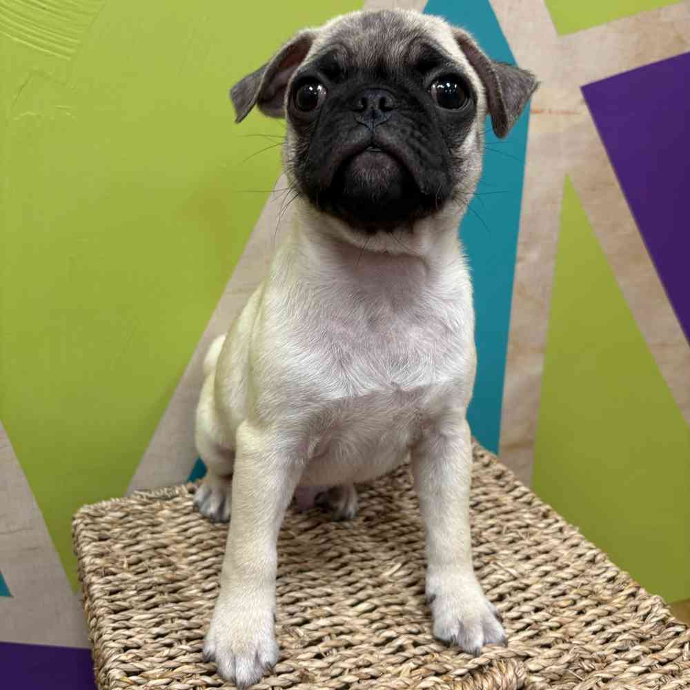 Male Pug puppy named Conner for sale at Petland Wichita West.