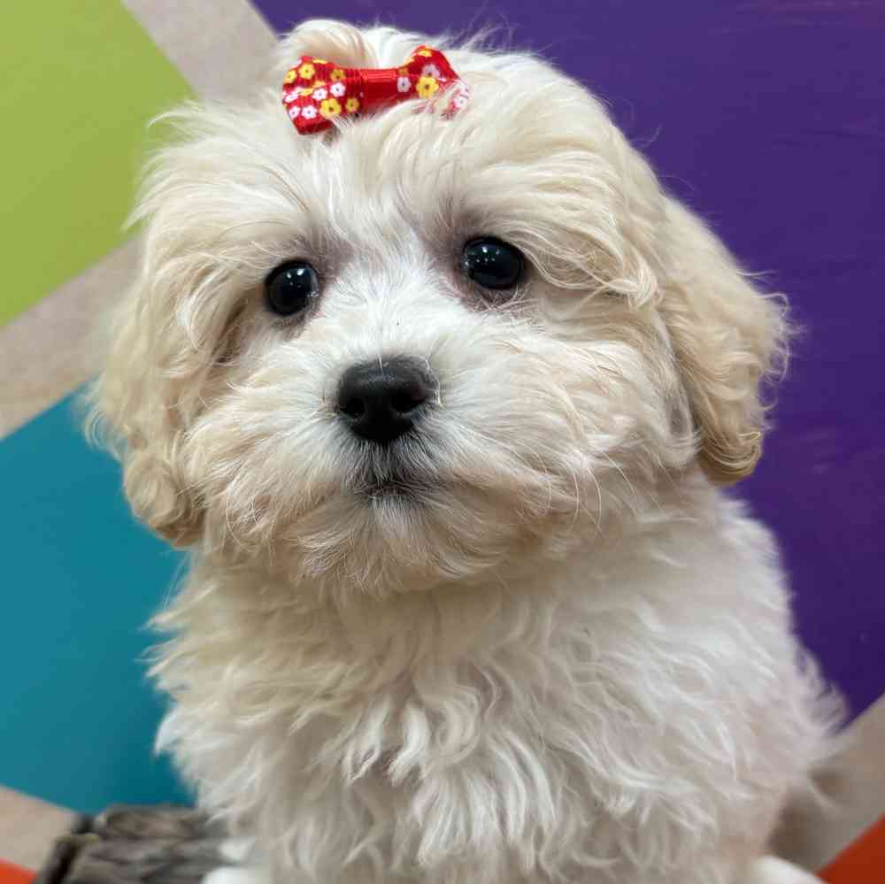 Female Teddy Bear puppy named Juniper for sale at Petland Wichita West.