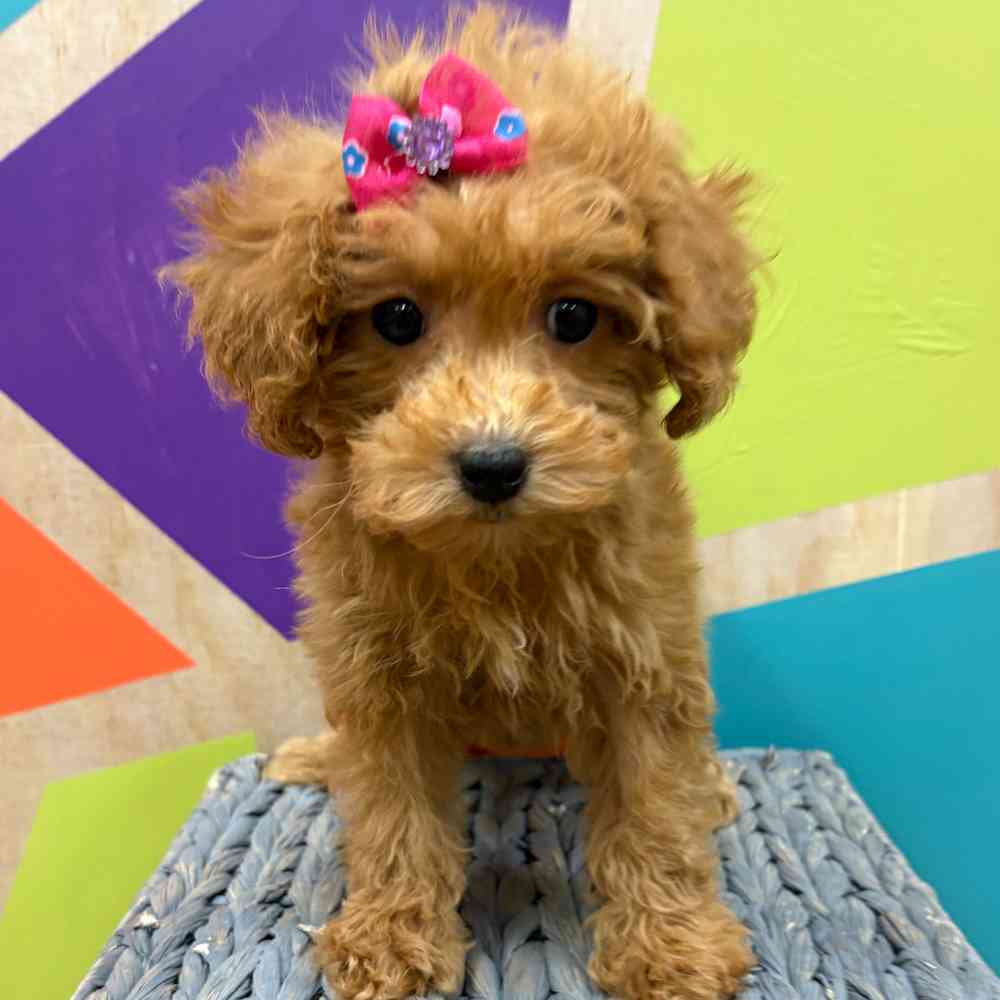 Female Bichonpoo puppy named Flora for sale at Petland Wichita West.