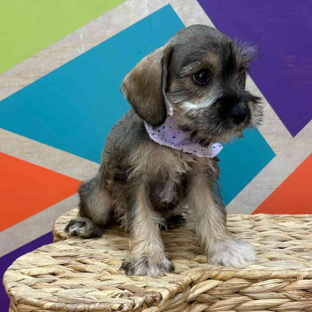 Female Mini Schnauzer puppy named Lucy for sale at Petland Rogers.