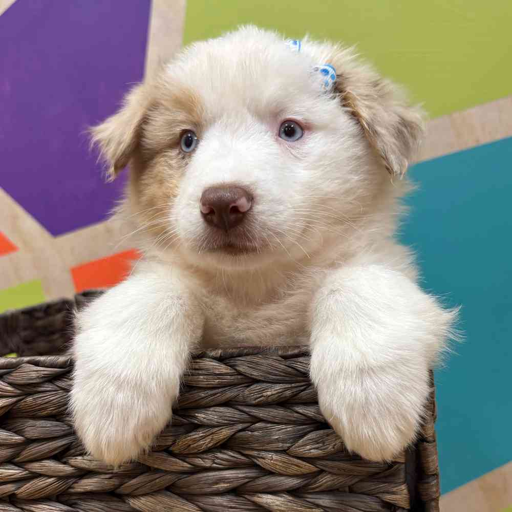 Female Mini Aussie puppy named Shiya for sale at Petland Wichita West.