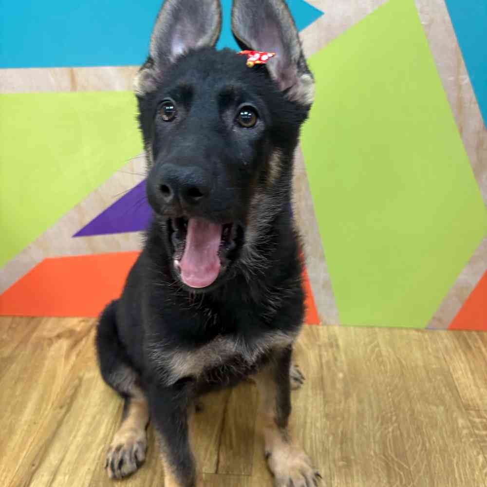 Female German Shepherd puppy named Genevive for sale at Petland Wichita West.