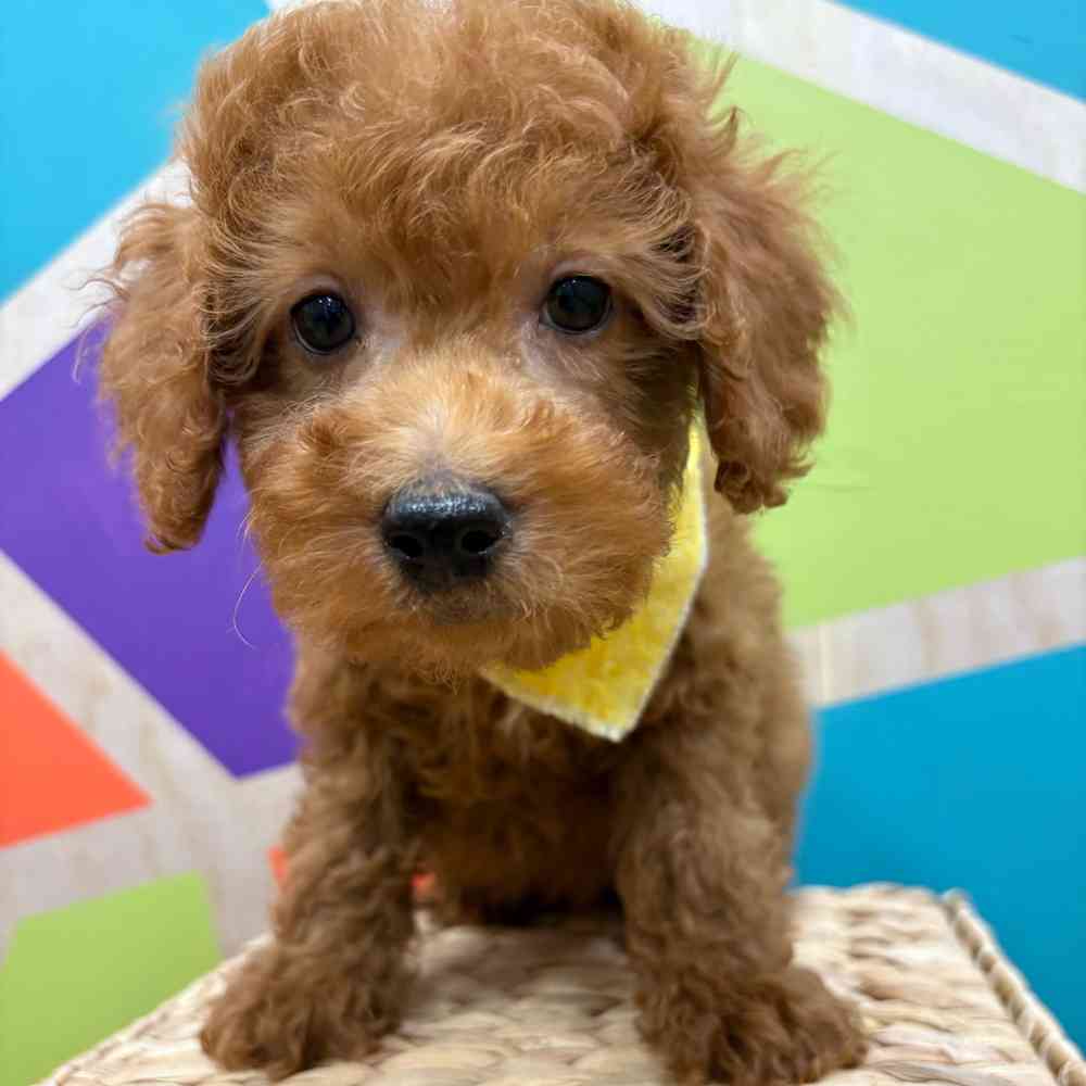 Male Mini Poodle puppy named Zander for sale at Petland Wichita West.