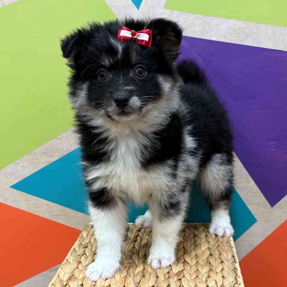 Female Pomsky puppy named Hilda for sale at Petland Wichita West.