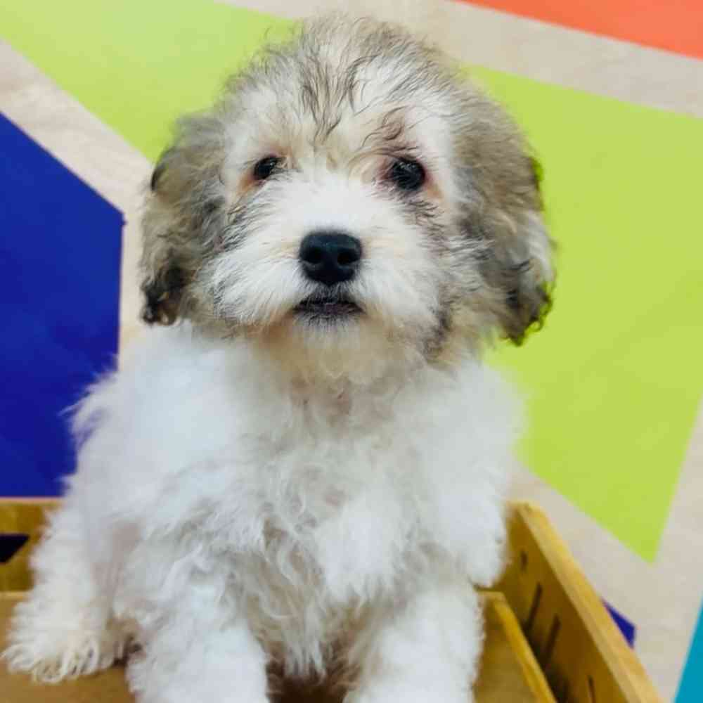 Male Havanese puppy named Michael for sale at Petland Joplin.