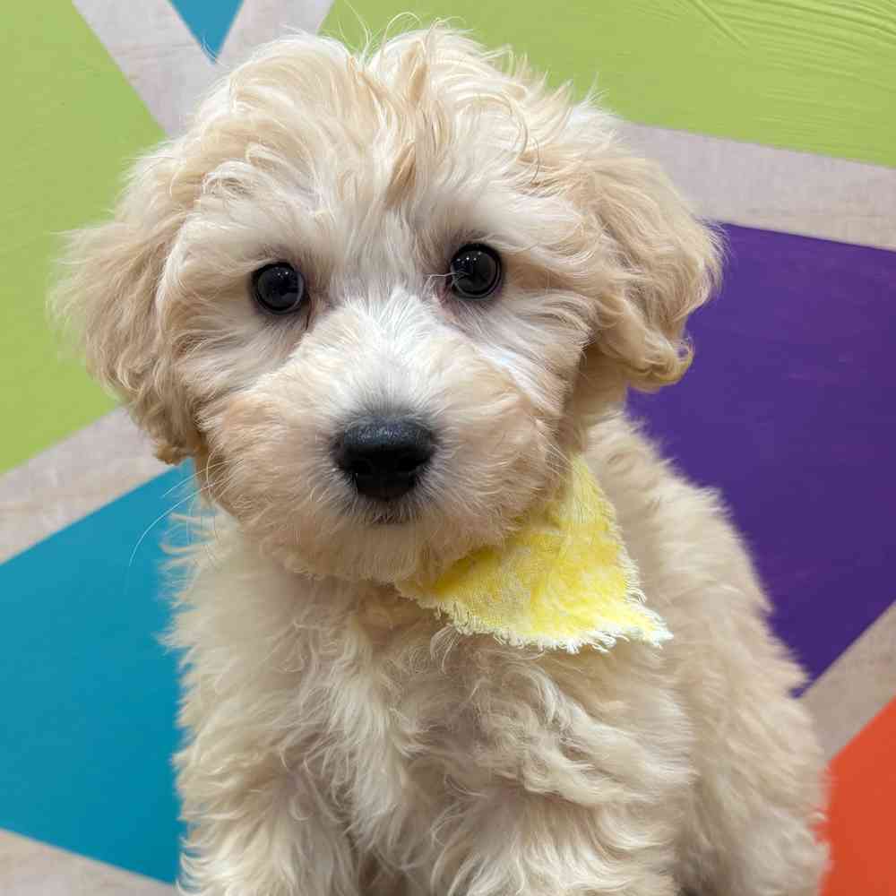 Male Bichonpoo puppy named Snowflake for sale at Petland Wichita West.