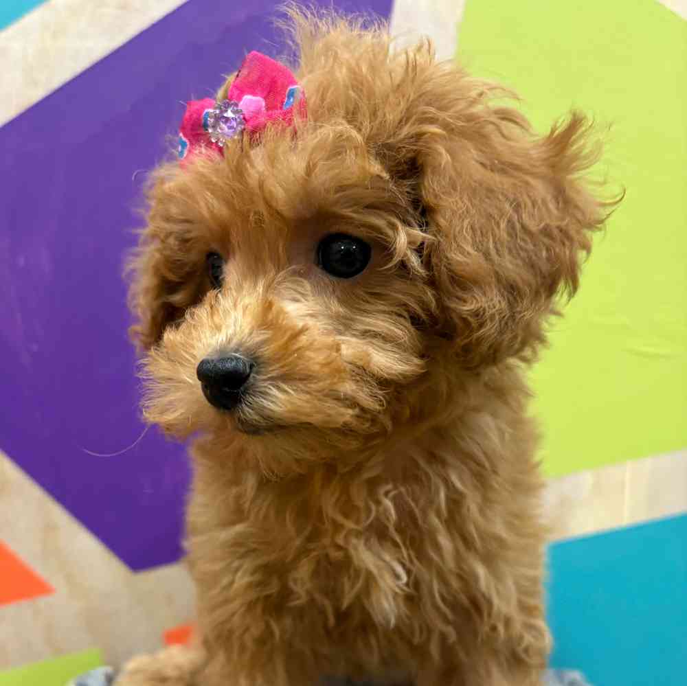 Female Bichonpoo puppy named Flora for sale at Petland Wichita West.