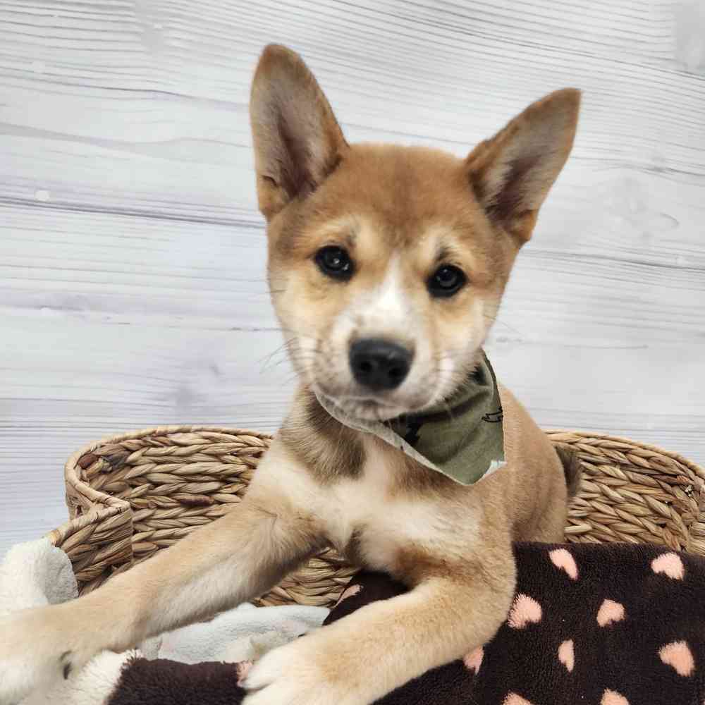 Male Shiba Inu puppy named Hachi for sale at Petland Wichita West.