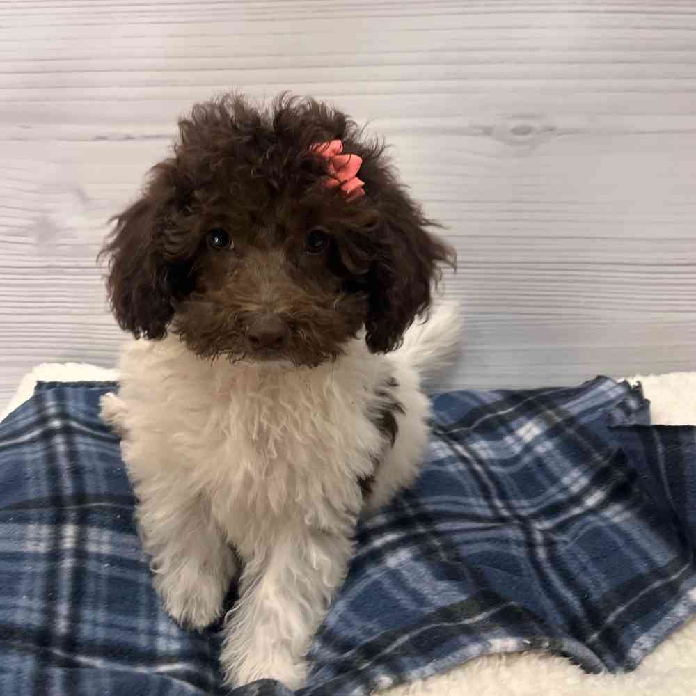 Female Mini Labradoodle puppy named Betty Anne for sale at Petland Wichita West.
