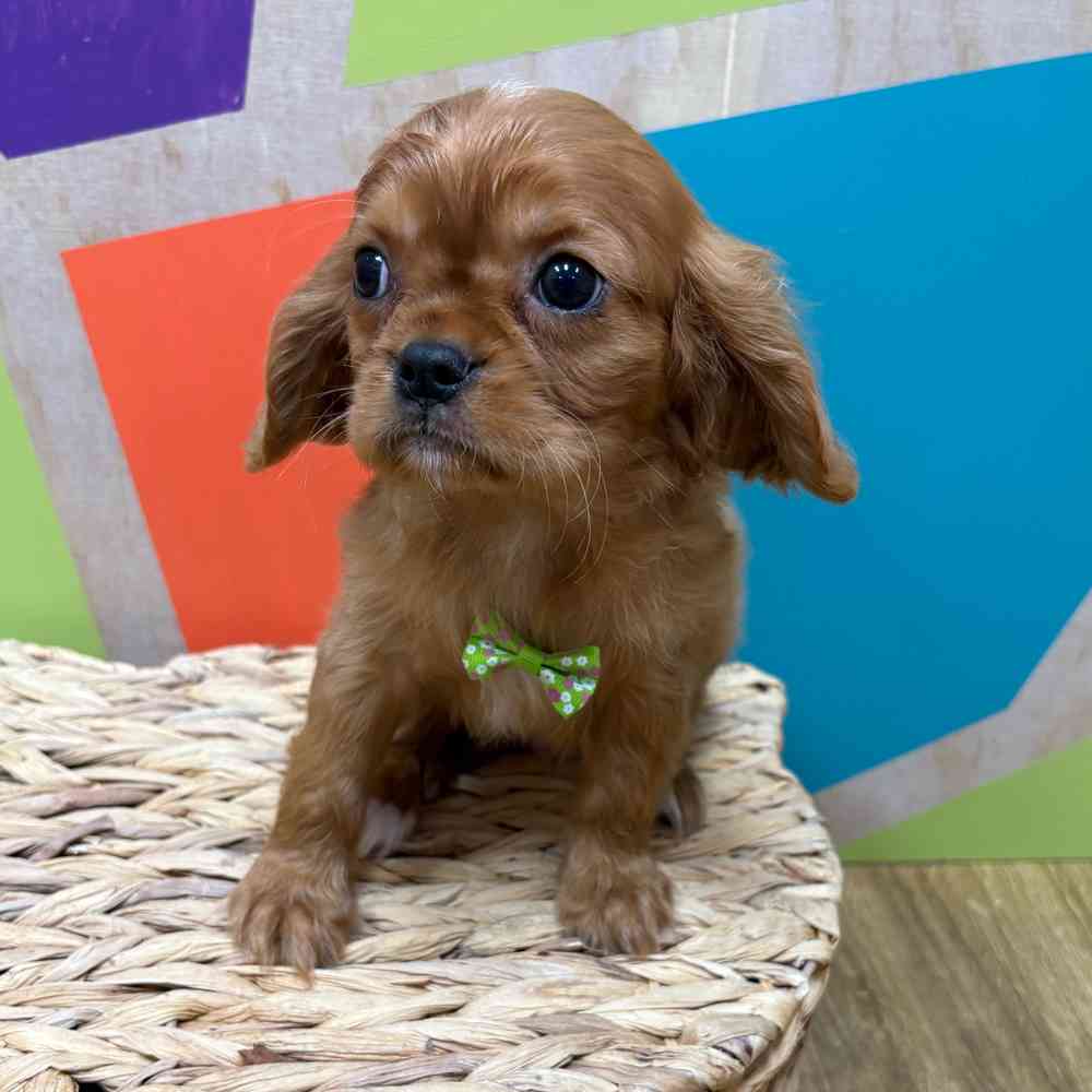 Male Cavalier King Charles Spaniel puppy named Reuben for sale at Petland Wichita West.