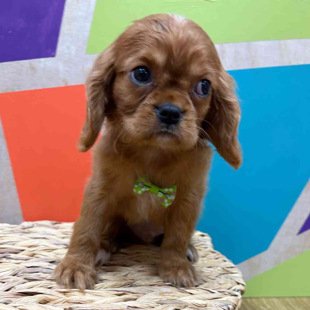 Male Cavalier King Charles Spaniel puppy named Reuben for sale at Petland Wichita West.
