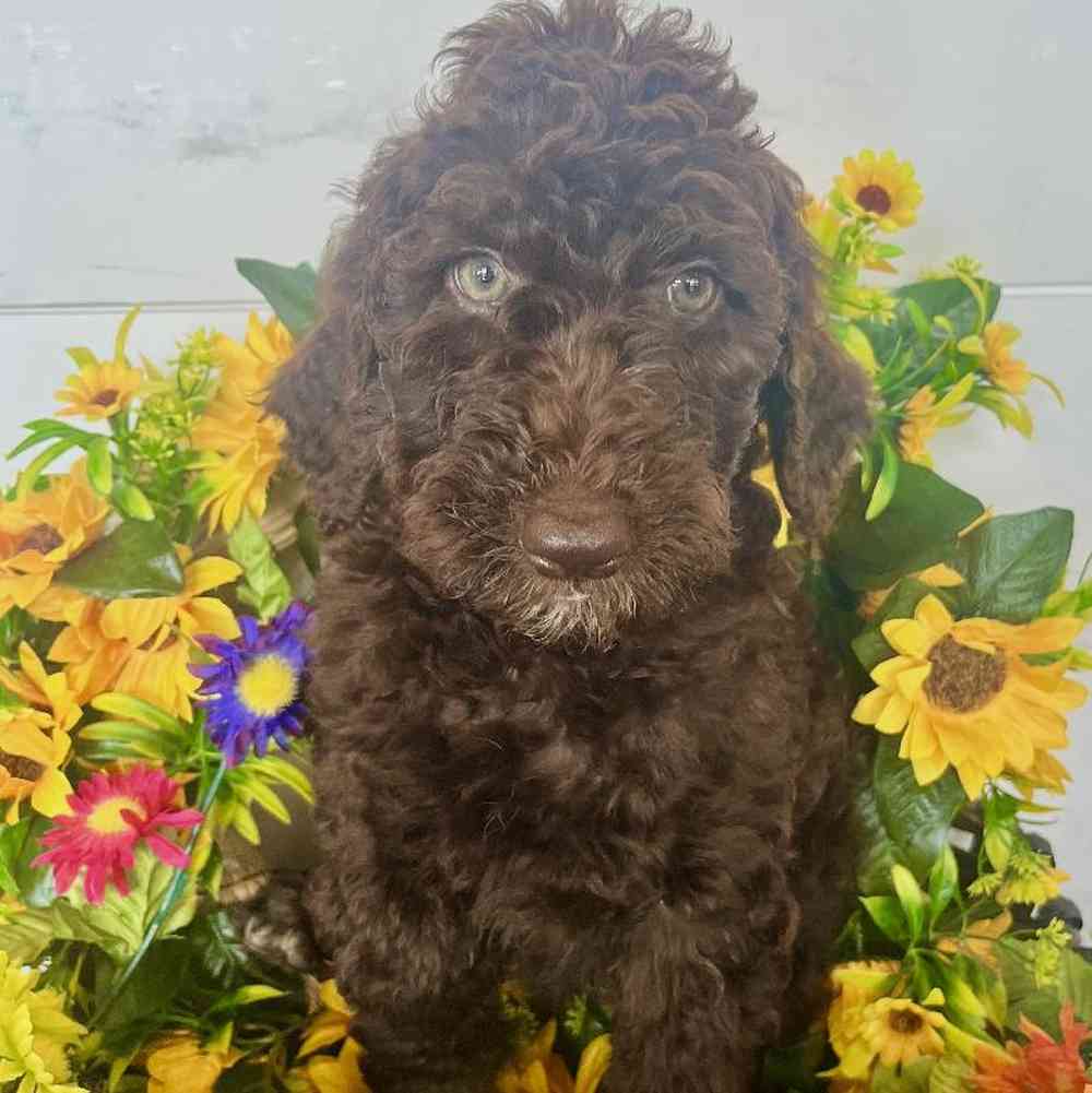 Female Chesadoodle Puppy for Sale in Rogers, AR image