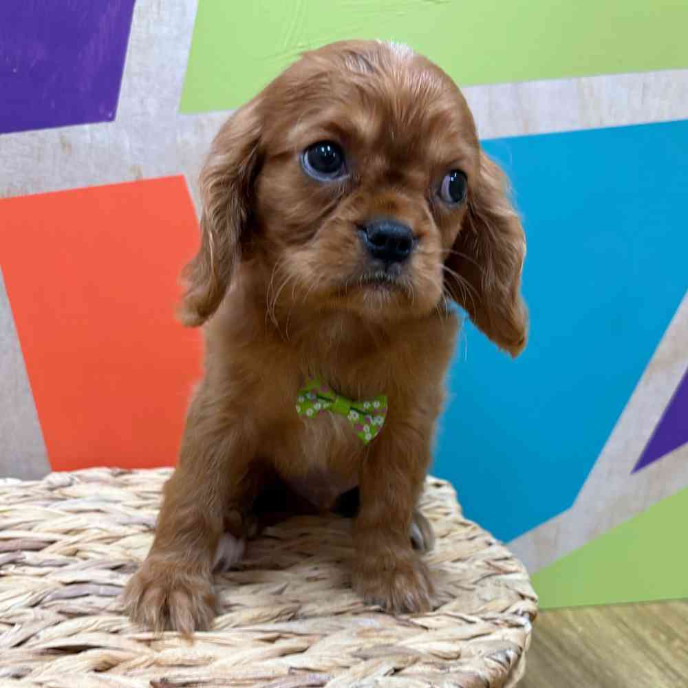 Male Cavalier King Charles Spaniel puppy named Reuben for sale at Petland Wichita West.