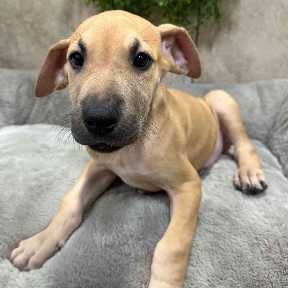 Male Great Dane puppy named Bert for sale at Petland Fayetteville.