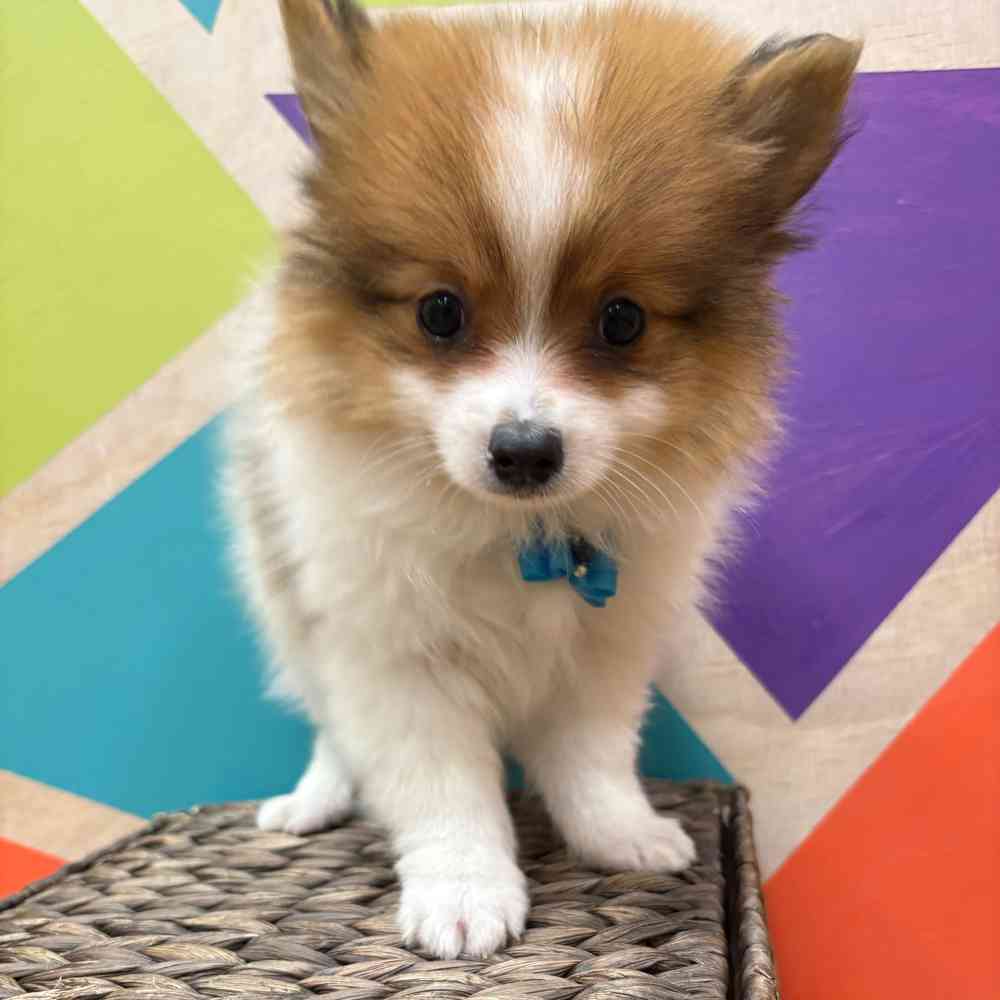 Male Pomeranian puppy named Tiny Tim for sale at Petland Wichita West.