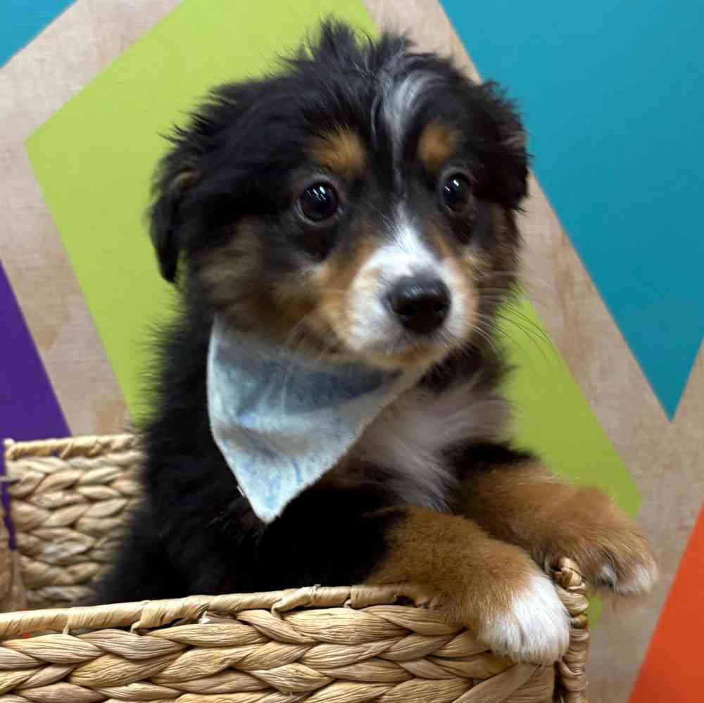 Male Mini Aussie puppy named Jack for sale at Petland Wichita West.