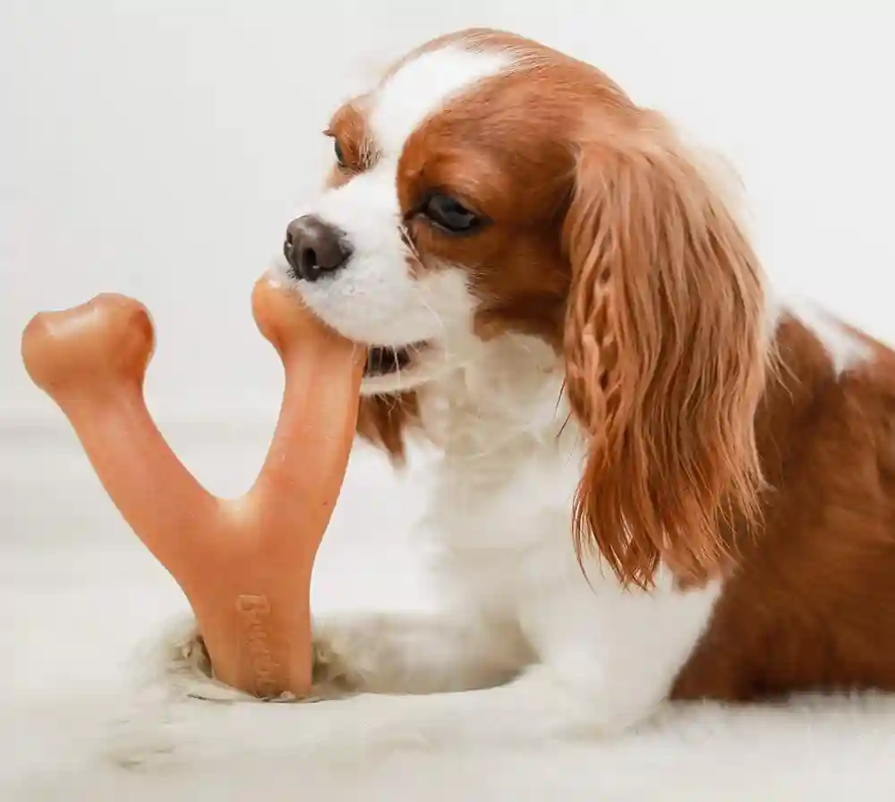 Wishbone Chew Chicken - Small S