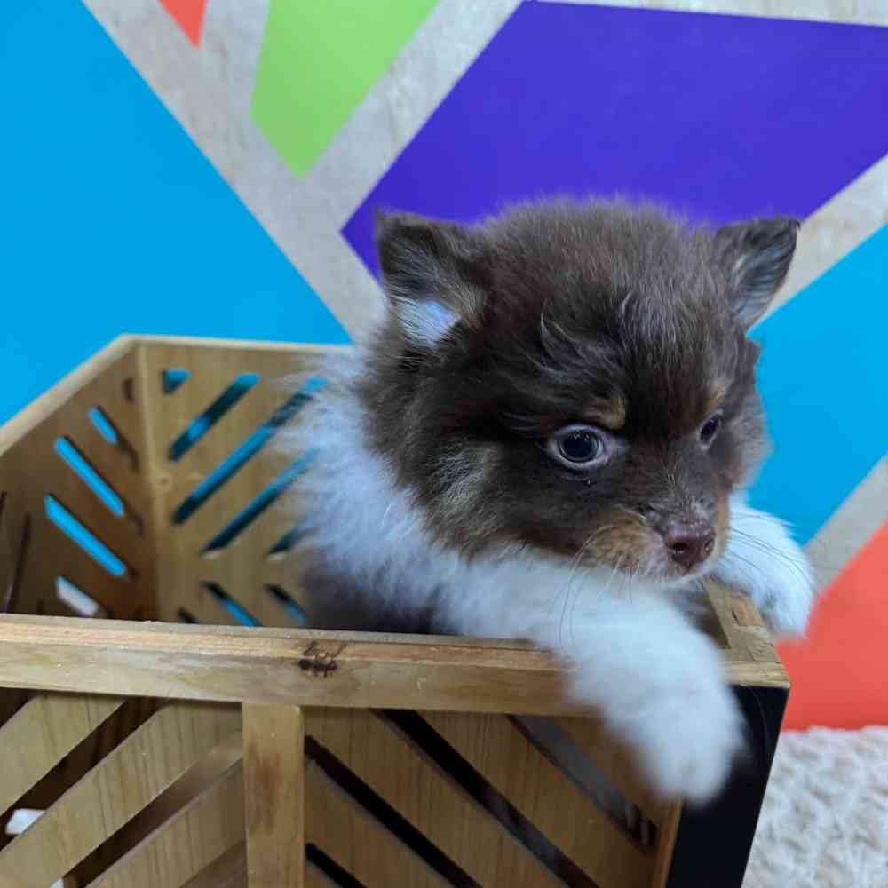 Male Pomeranian puppy named Pete for sale at Petland Rogers.