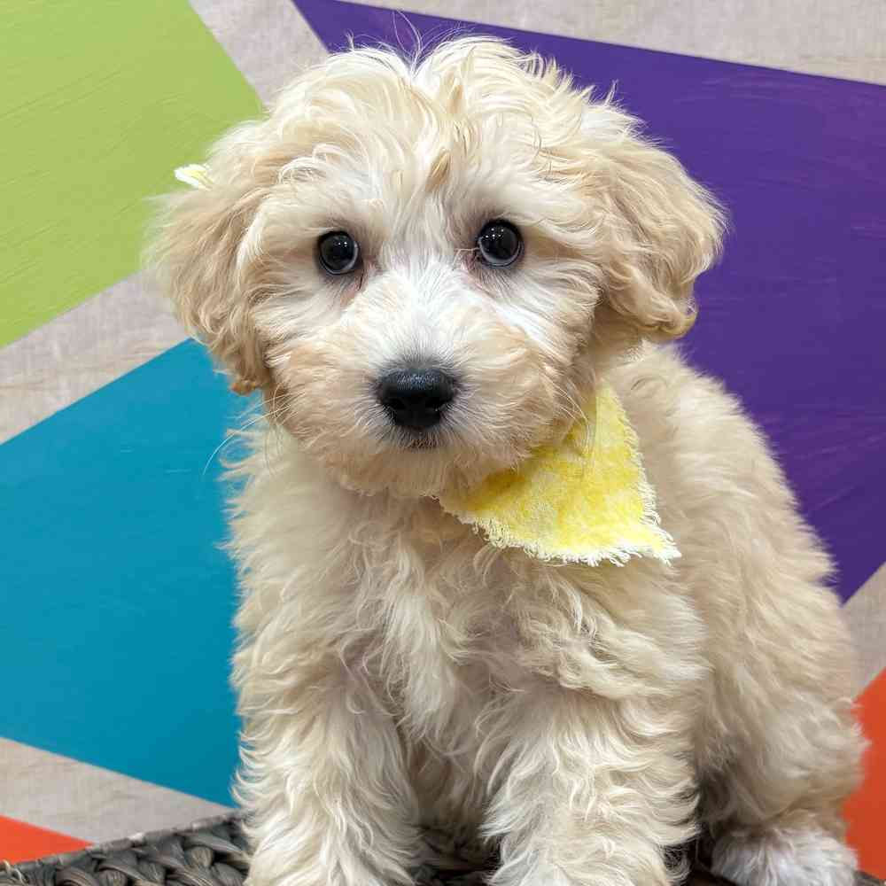 Male Bichonpoo puppy named Snowflake for sale at Petland Wichita West.