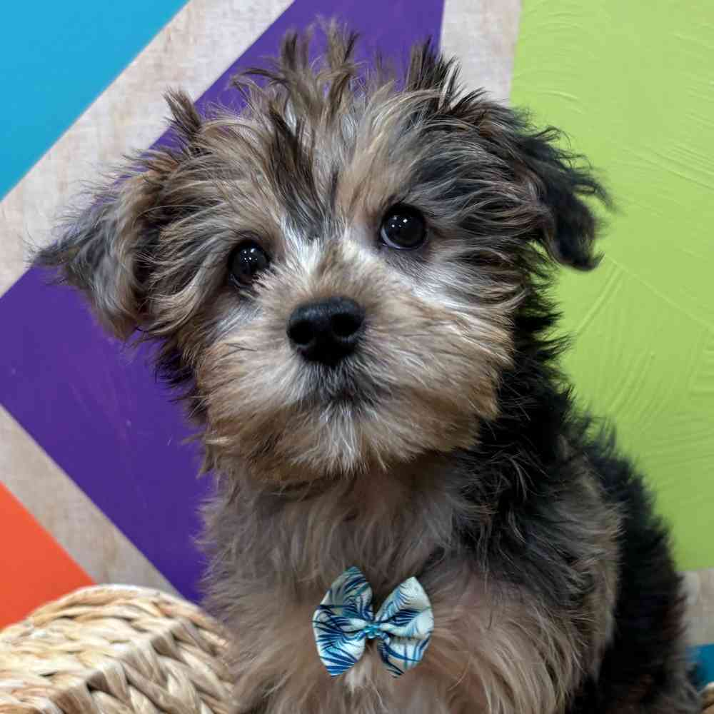 Male Yorkie puppy named Albert for sale at Petland Fayetteville.
