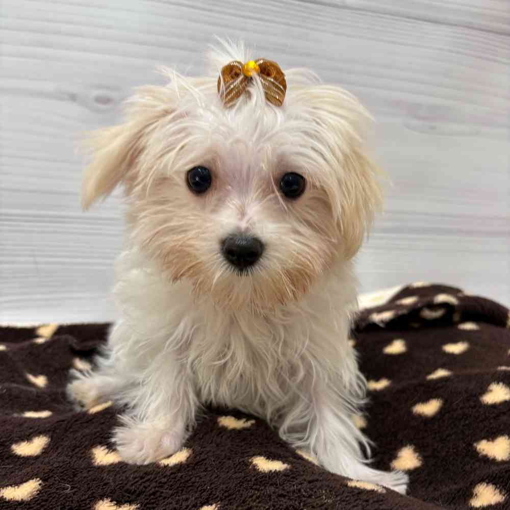 Female Morkie puppy named Elsa for sale at Petland Wichita West.