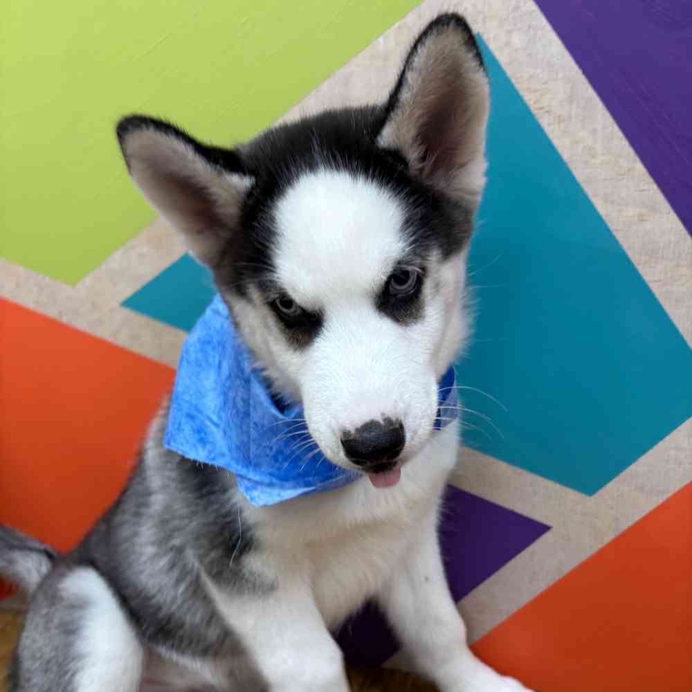 Male Siberian Husky puppy named Pickles for sale at Petland Wichita West.