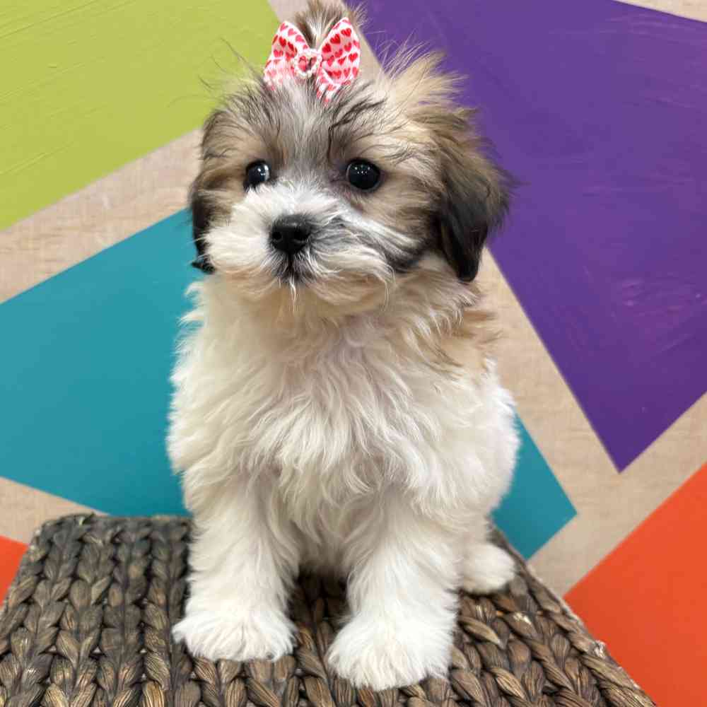 Female Teddy Bear puppy named Monica for sale at Petland Joplin.