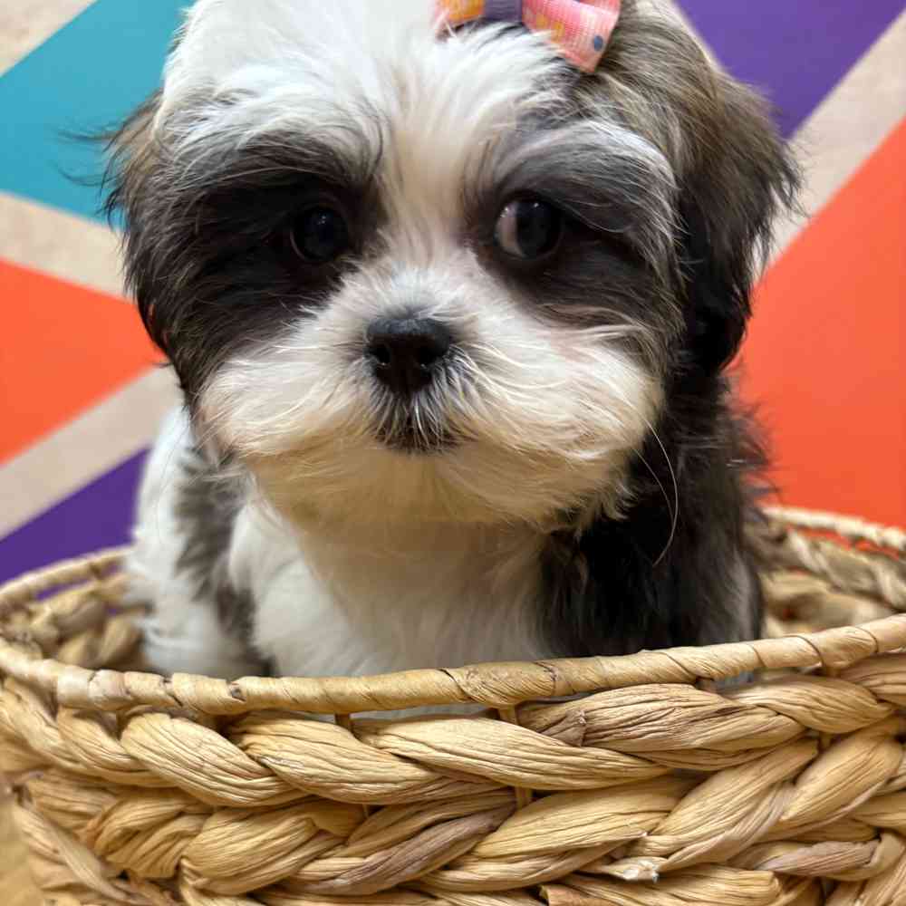 Female Malshi puppy named Fiona for sale at Petland Wichita West.