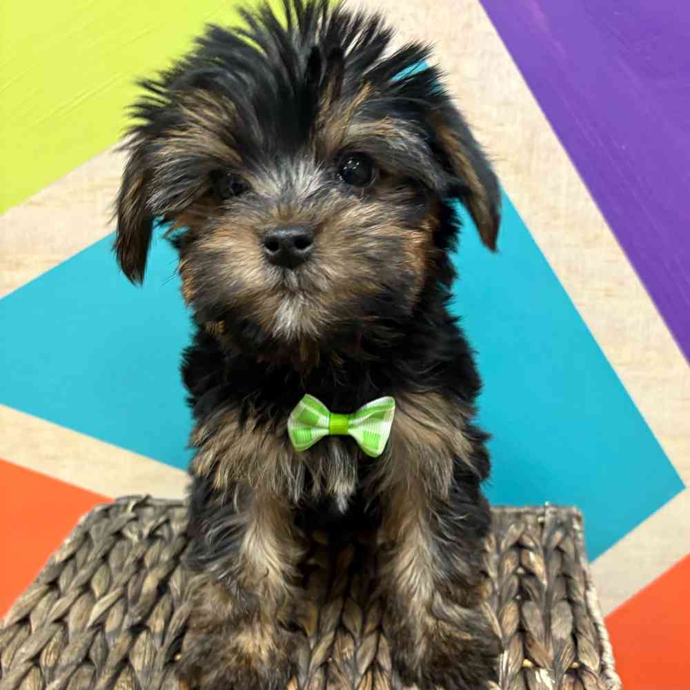 Male Yorkie puppy named Manny for sale at Petland Wichita West.