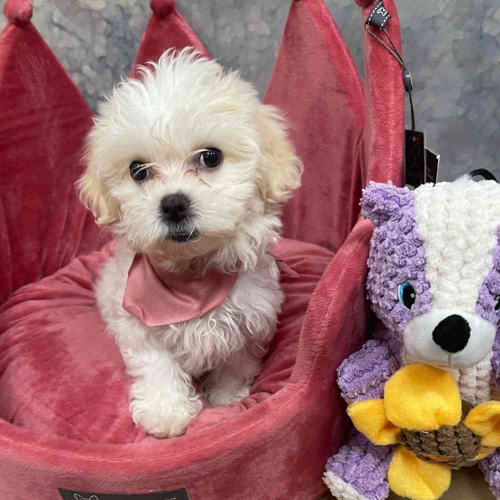 Female Teddy Bear puppy named Faye for sale at Petland Joplin.