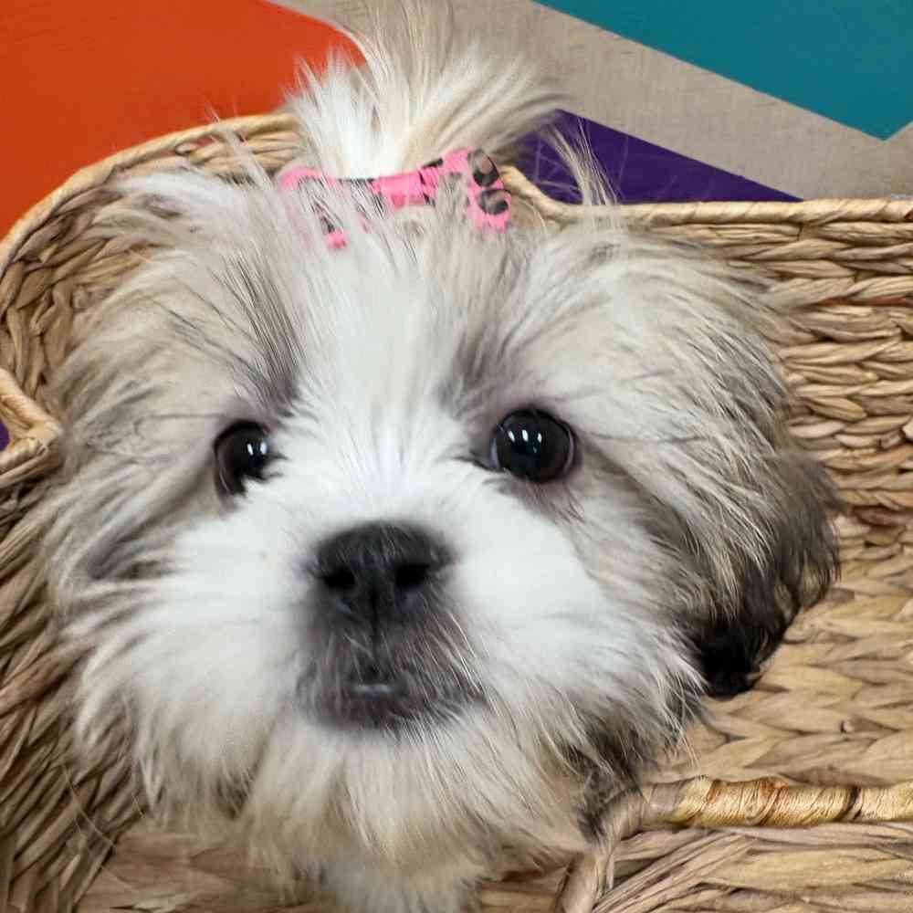 Female Shih Tzu puppy named Ginger for sale at Petland Wichita West.