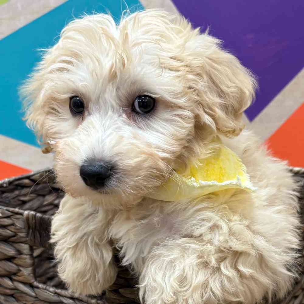 Male Bichonpoo puppy named Snowflake for sale at Petland Wichita West.