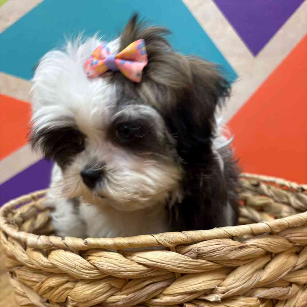 Female Malshi puppy named Fiona for sale at Petland Wichita West.